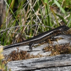 Eulamprus tympanum (Southern Water Skink) at Namadgi National Park - 11 Oct 2020 by BrianHerps