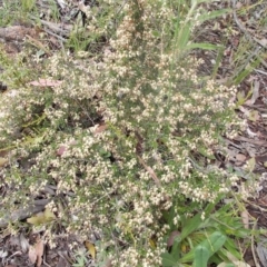 Cryptandra amara (Bitter Cryptandra) at Tuggeranong Hill - 14 Oct 2020 by jamesjonklaas