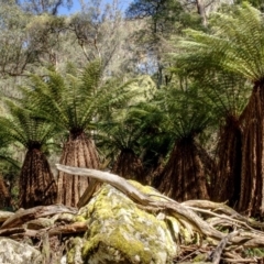 Dicksonia antarctica (Soft Treefern) at Tallaganda State Forest - 9 Oct 2020 by trevsci