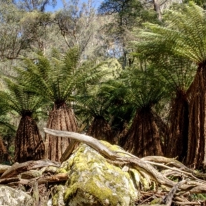 Dicksonia antarctica at Jinden, NSW - 10 Oct 2020