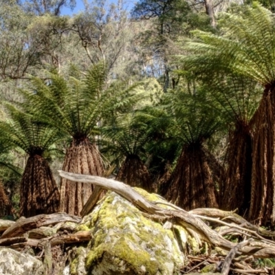Dicksonia antarctica (Soft Treefern) at Jinden, NSW - 9 Oct 2020 by trevsci