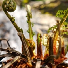 Dicksonia antarctica at Jinden, NSW - 10 Oct 2020