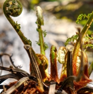 Dicksonia antarctica at Jinden, NSW - 10 Oct 2020