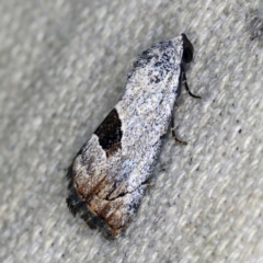 Armactica conchidia (Conchidia Moth) at O'Connor, ACT - 14 Oct 2020 by ibaird