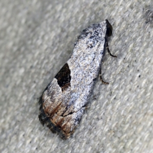 Armactica conchidia at O'Connor, ACT - 14 Oct 2020
