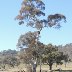 Eucalyptus melliodora (Yellow Box) at Banks, ACT - 25 Aug 2020 by michaelb