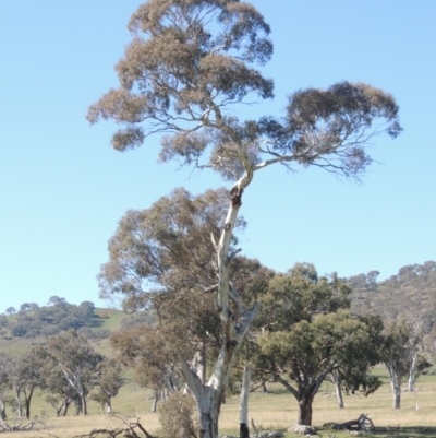 Eucalyptus melliodora (Yellow Box) at Gordon, ACT - 25 Aug 2020 by michaelb