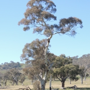 Eucalyptus melliodora at Gordon, ACT - 25 Aug 2020