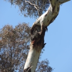 Eucalyptus melliodora at Banks, ACT - 25 Aug 2020 07:38 PM