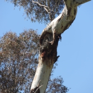 Eucalyptus melliodora at Banks, ACT - 25 Aug 2020