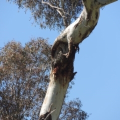 Eucalyptus melliodora at Gordon, ACT - 25 Aug 2020