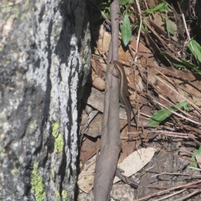 Pseudemoia entrecasteauxii (Woodland Tussock-skink) at Namadgi National Park - 10 Oct 2020 by Tapirlord