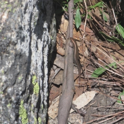 Pseudemoia entrecasteauxii (Woodland Tussock-skink) at Cotter River, ACT - 10 Oct 2020 by Tapirlord