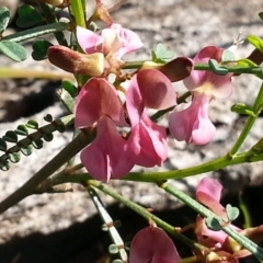 Indigofera adesmiifolia (Tick Indigo) at Campbell, ACT - 15 Oct 2020 by SilkeSma