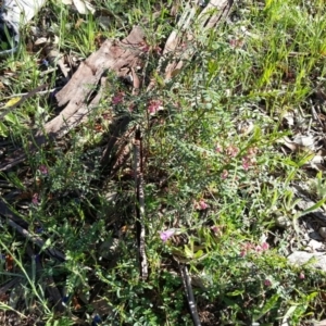 Indigofera adesmiifolia at Campbell, ACT - 15 Oct 2020