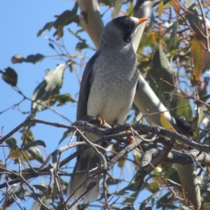 Manorina melanocephala at Gordon, ACT - 14 Sep 2020