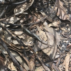 Pseudemoia entrecasteauxii (Woodland Tussock-skink) at Namadgi National Park - 11 Oct 2020 by Tapirlord