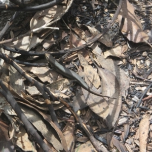 Pseudemoia entrecasteauxii at Cotter River, ACT - 11 Oct 2020