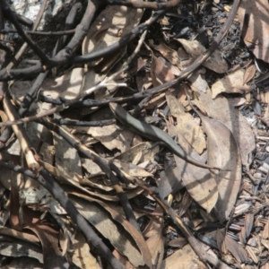 Pseudemoia entrecasteauxii at Cotter River, ACT - 11 Oct 2020