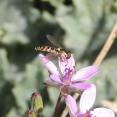 Simosyrphus grandicornis (Common hover fly) at Gordon, ACT - 14 Sep 2020 by MichaelBedingfield