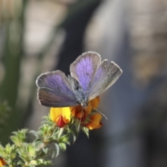 Erina hyacinthina (Varied Dusky-blue) at Bruce, ACT - 14 Oct 2020 by Alison Milton