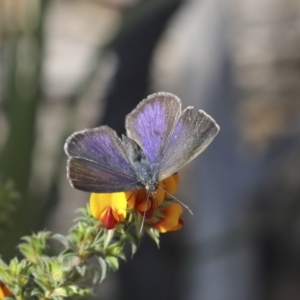 Erina hyacinthina at Bruce, ACT - 14 Oct 2020 03:29 PM