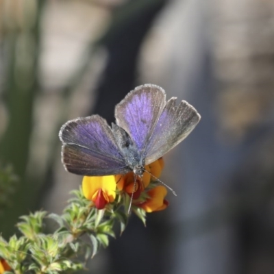 Erina hyacinthina (Varied Dusky-blue) at Bruce Ridge - 14 Oct 2020 by AlisonMilton