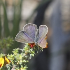 Erina hyacinthina at Bruce, ACT - 14 Oct 2020