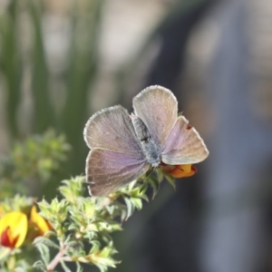 Erina hyacinthina at Bruce, ACT - 14 Oct 2020 03:29 PM