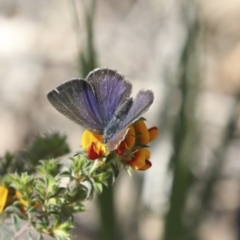 Erina hyacinthina at Bruce, ACT - 14 Oct 2020 03:29 PM