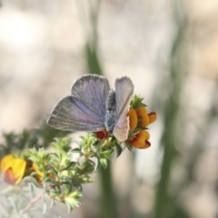 Erina hyacinthina at Bruce, ACT - 14 Oct 2020 03:29 PM