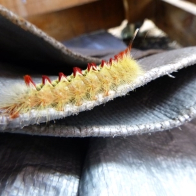 Trichiocercus sparshalli (Sparshall's Moth) at Tathra Public School - 14 Oct 2020 by TathraPreschool