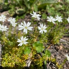 Stellaria pungens (Prickly Starwort) at Theodore, ACT - 14 Oct 2020 by Shazw