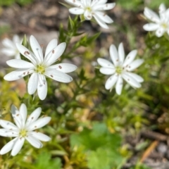 Stellaria pungens at Theodore, ACT - 14 Oct 2020