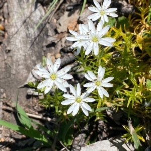 Stellaria pungens at Theodore, ACT - 14 Oct 2020