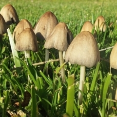 Coprinellus etc. spp (Ink Caps) at Bawley Point, NSW - 14 Oct 2020 by GLemann