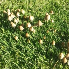 Coprinellus etc. at Bawley Point, NSW - 15 Oct 2020