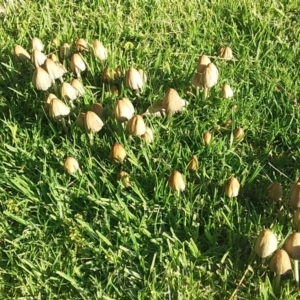 Coprinellus etc. at Bawley Point, NSW - 15 Oct 2020