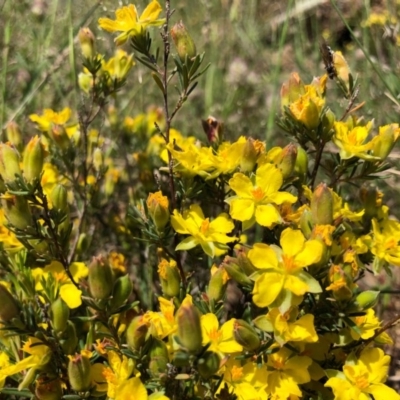 Hibbertia calycina (Lesser Guinea-flower) at Coree, ACT - 13 Oct 2020 by Ange