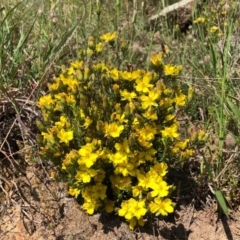 Hibbertia calycina at Coree, ACT - 13 Oct 2020