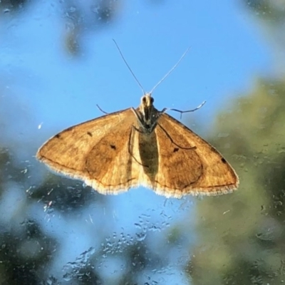 Scopula rubraria (Reddish Wave, Plantain Moth) at Aranda, ACT - 13 Oct 2020 by KMcCue