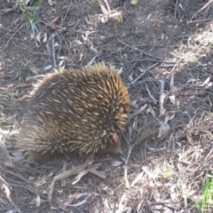 Tachyglossus aculeatus (Short-beaked Echidna) at Aranda, ACT - 15 Oct 2020 by dwise