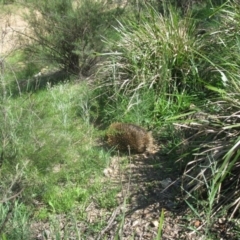 Tachyglossus aculeatus at Aranda, ACT - 15 Oct 2020 11:44 AM