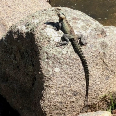 Intellagama lesueurii howittii (Gippsland Water Dragon) at Booth, ACT - 12 Oct 2020 by KMcCue