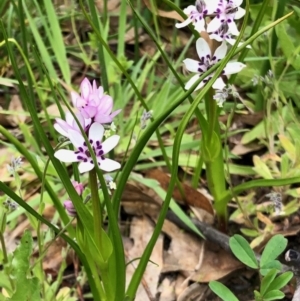 Wurmbea dioica subsp. dioica at Booth, ACT - 14 Oct 2020 12:14 PM