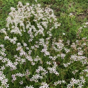 Wurmbea dioica subsp. dioica at Booth, ACT - 14 Oct 2020 12:14 PM