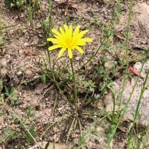 Microseris walteri at Namadgi National Park - 14 Oct 2020