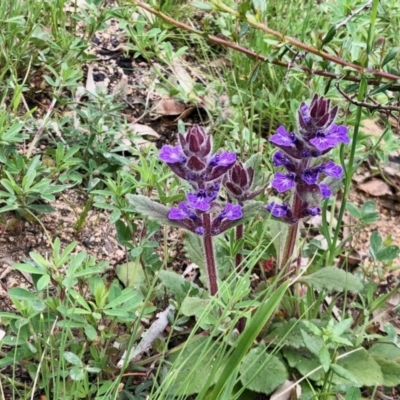 Ajuga australis (Austral Bugle) at Booth, ACT - 14 Oct 2020 by KMcCue