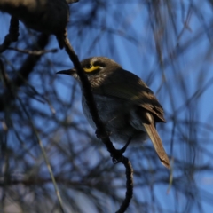 Caligavis chrysops (Yellow-faced Honeyeater) at Majura, ACT - 14 Oct 2020 by jb2602