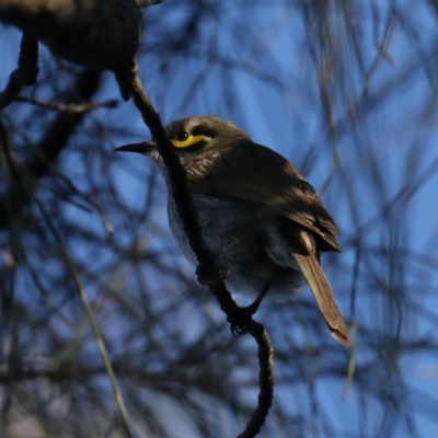 Caligavis chrysops (Yellow-faced Honeyeater) at Mount Ainslie - 14 Oct 2020 by jb2602